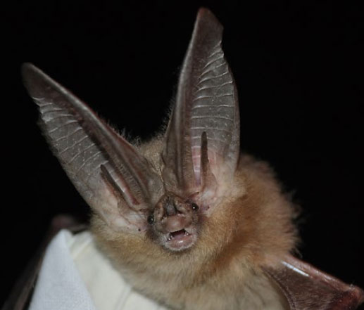 Corynorhinus townsendii pallescens