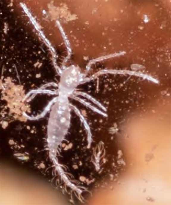 Cave-adapted Palpigrade