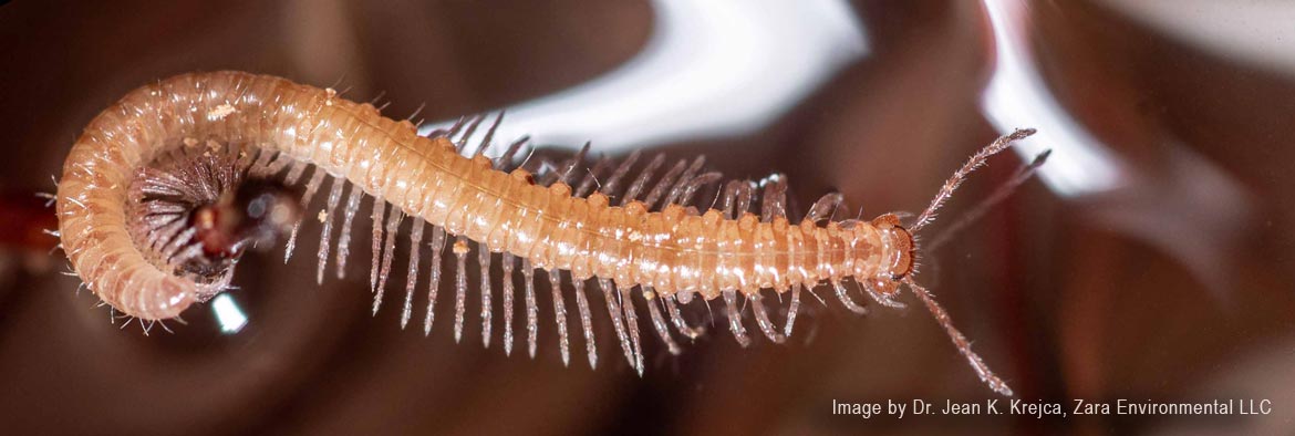 Image by Dr. Jean K. Krejca, Zara Environmental LLC