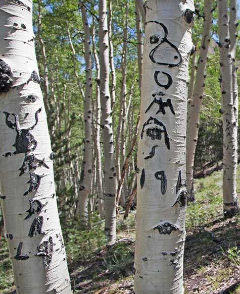 Arbor Flyphs on Success Loop