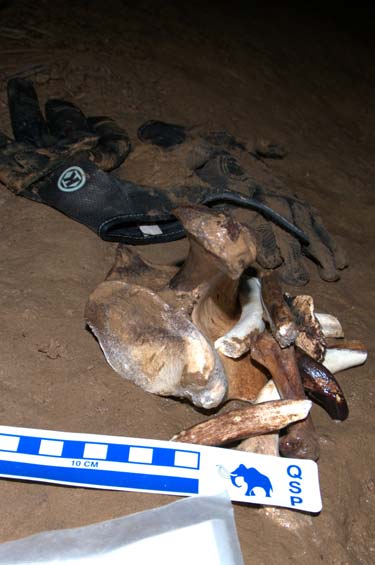 Cave Bear excavation