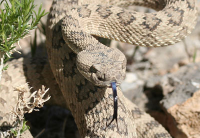 Great Basin Rattlesnake