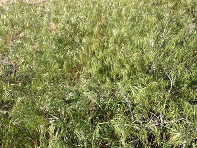 Cheatgrass